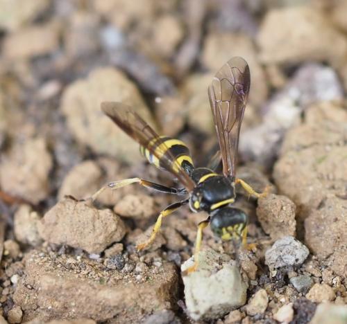Gorytes sp.